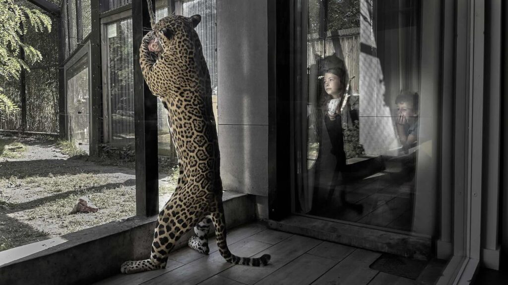 Hébergement Jaguar